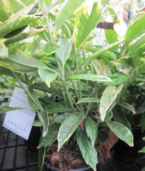 Preview: Japanische Aukube Sulphurea Marginata 1